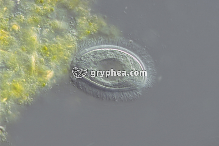 Protozoaire cilié de la panse d'un ruminant (Vache) x100 - gryphea.com